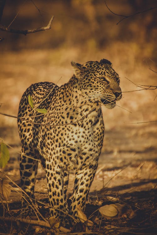Cheetah Standing on a Field