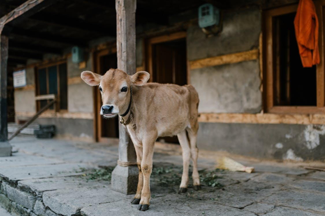 Cute baby cow standing near rustic house in village