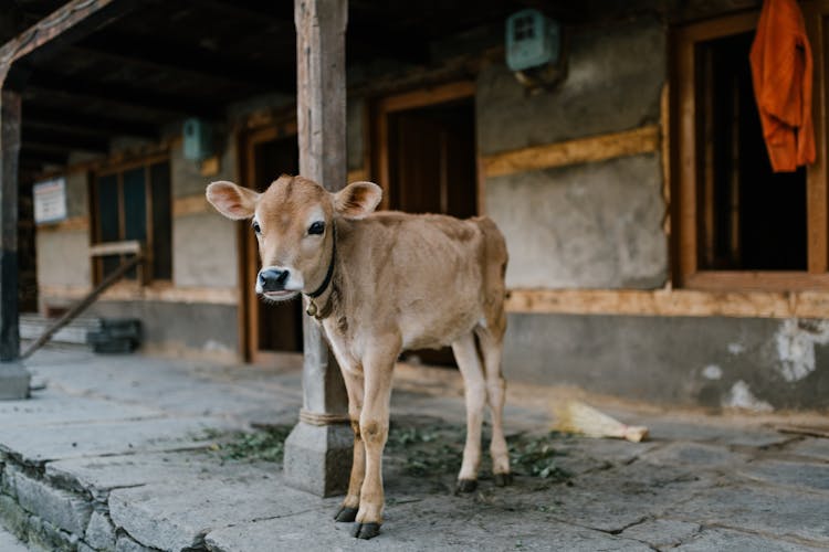 Cute Baby Cow Standing Near Rustic House In Village