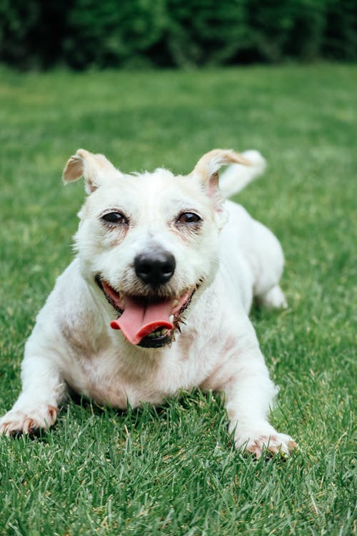 Adorable puppy with tongue out lying on grass