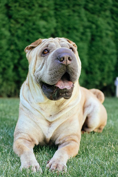 Funny attentive pedigreed Shar Pei dog resting on green grass in park against green plants