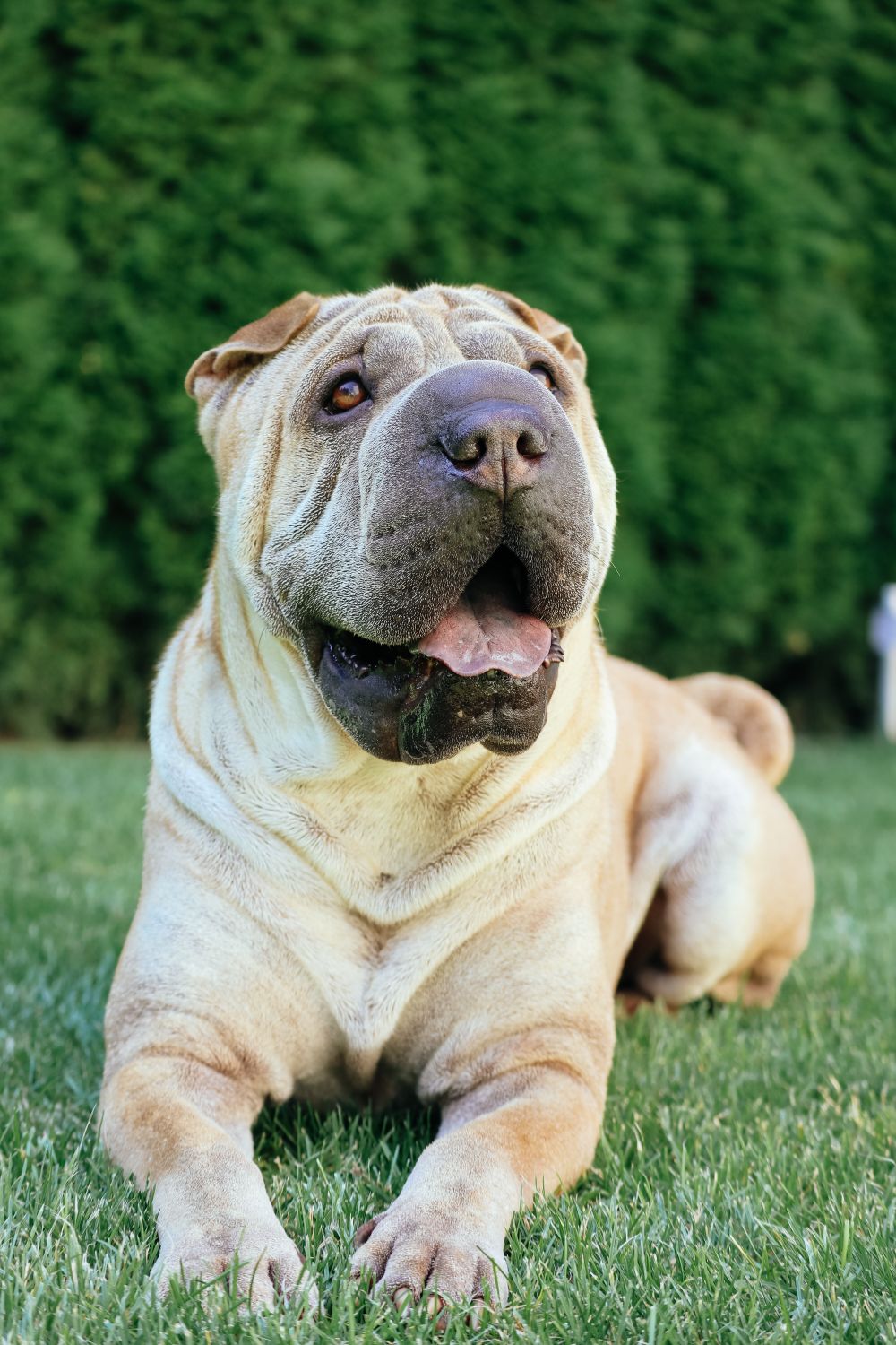 Shar-Pei, photo 4