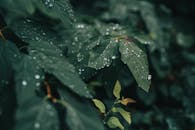 Green Leaves With Water Droplets