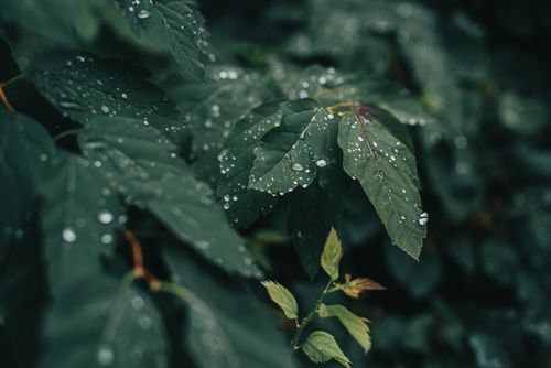 Free A detailed close-up of fresh green leaves covered in dewdrops, capturing nature's serenity. Stock Photo