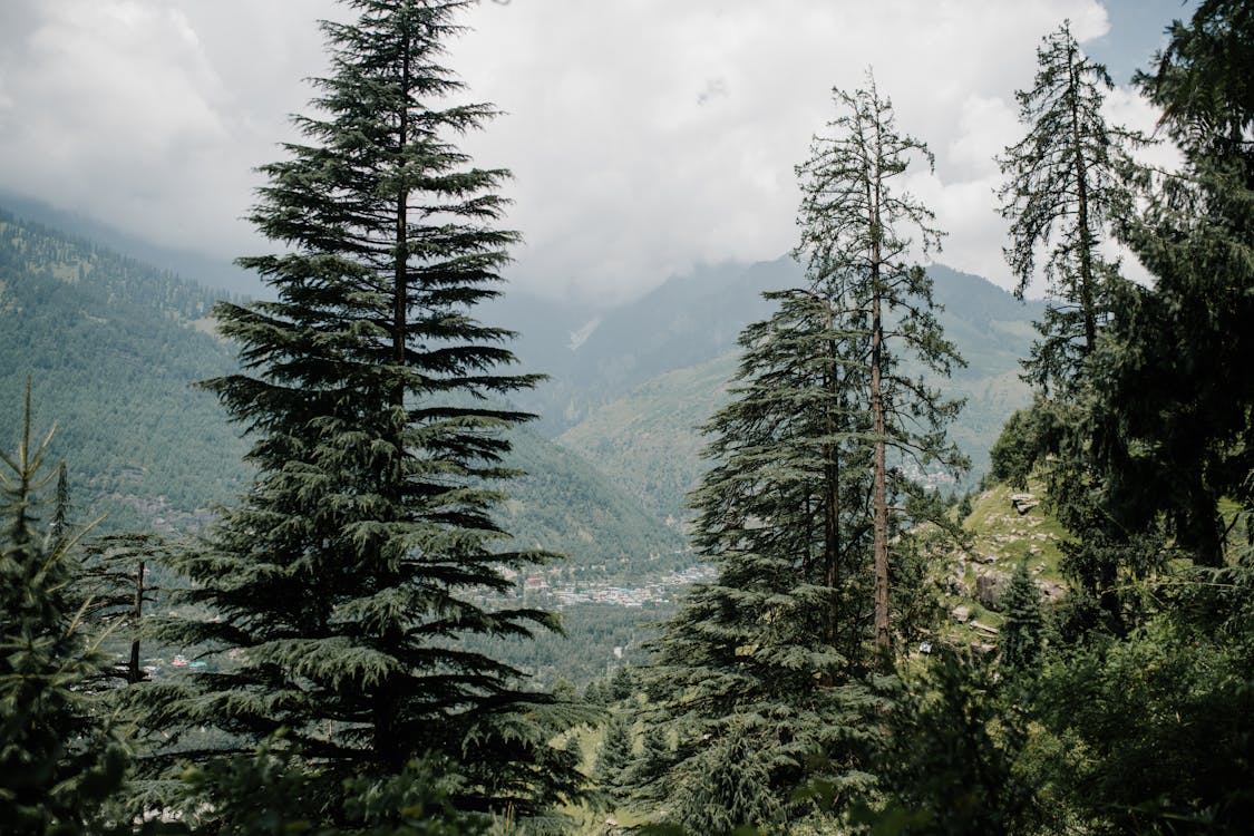 Spruces growing on mountain slope in wild valley