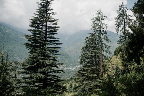 Free Green coniferous trees growing in forest on slope of Himalaya mountains against cloudy sky in sunlight Stock Photo
