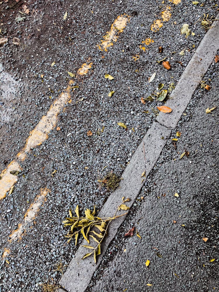 Dry Yellow Leaves On Curb By Paved Road In Autumn