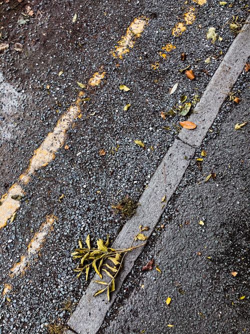 Free Overhead view of small dry green and yellow leaves on curb and asphalt road in daylight Stock Photo