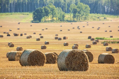 Darmowe zdjęcie z galerii z bele siana, brązowa trawa, krajobraz