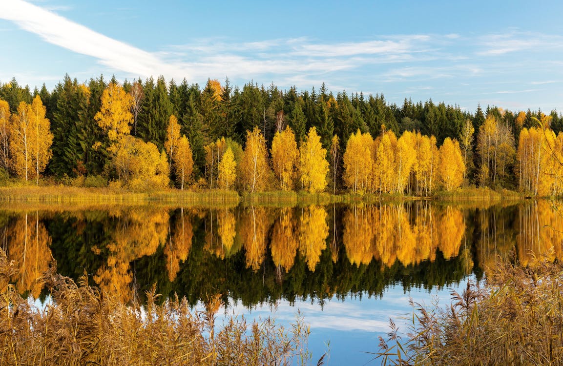 Green and Yellow Trees Beside Lake Under Blue Sky · Free Stock Photo