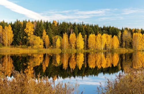 Green and Yellow Trees Beside Lake Under Blue Sky