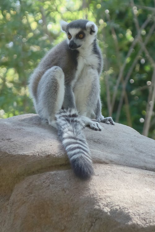 Free Lemur on Brown Rock Stock Photo