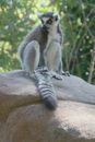 Lemur on Brown Rock