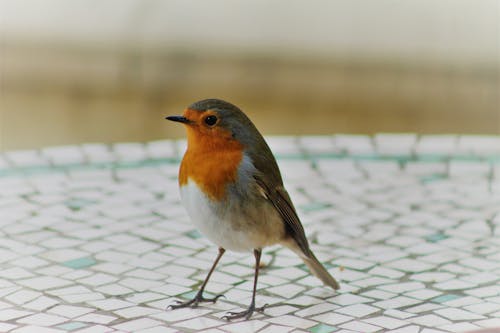 Gray and Orange Bird on a Mosaic Surface