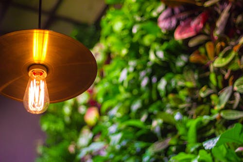 Free stock photo of bulb, garden, hanging garden