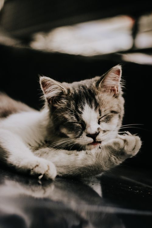 Free Cute tabby kitten sleeping peacefully, highlighting its soft fur and whiskers. Stock Photo