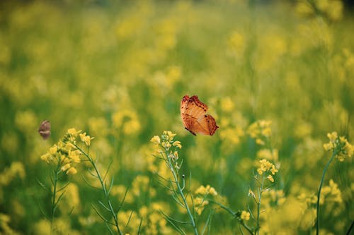 Close-Up Shot of a Butterfly Flying around Blooming Yellow Flowers