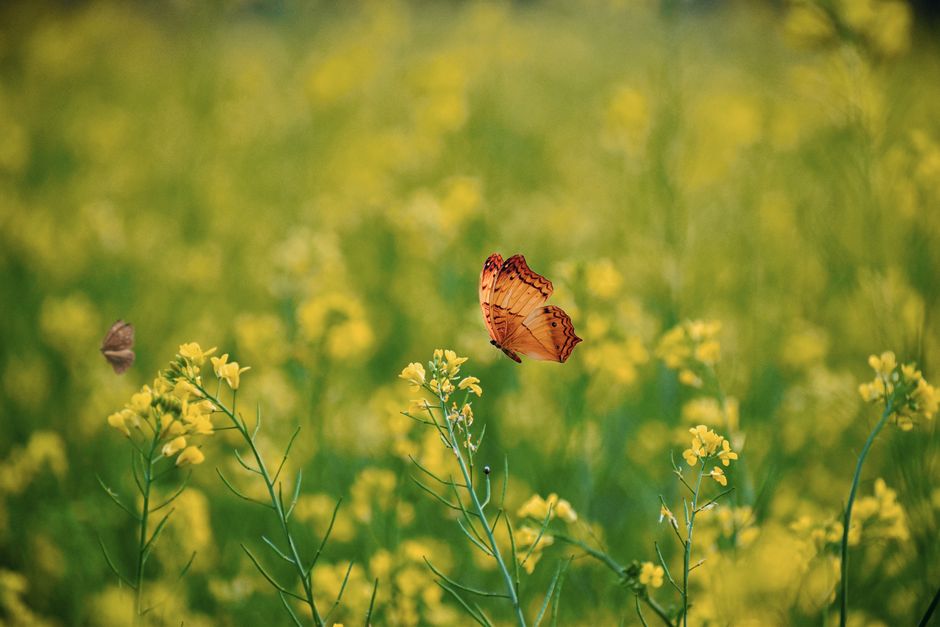 A delicate butterfly flying over a field of vibrant yellow flowers, showcasing nature's beauty.