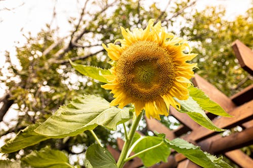 Ilmainen kuvapankkikuva tunnisteilla auringonkukat, auringonkukka, kesä