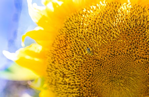Ingyenes stockfotó méhek, nap, napraforgó témában