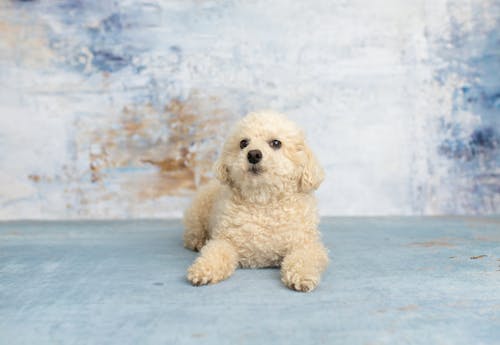 Close-Up Shot of a White Toy Poodle Looking at Camera