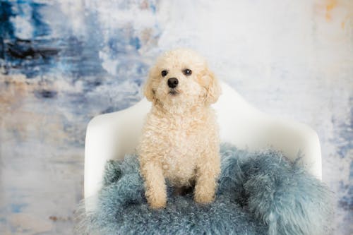 Close-Up Shot of a White Toy Poodle Sitting on a Chair