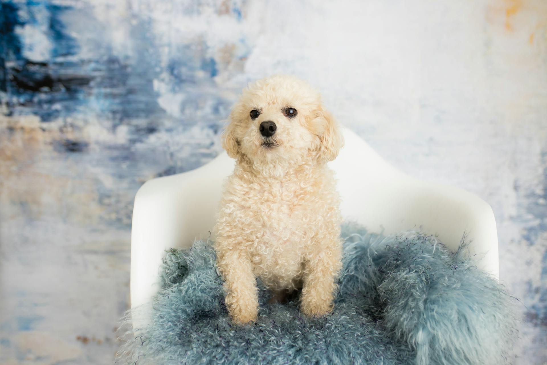 Vue de près d'un caniche blanc assis sur une chaise