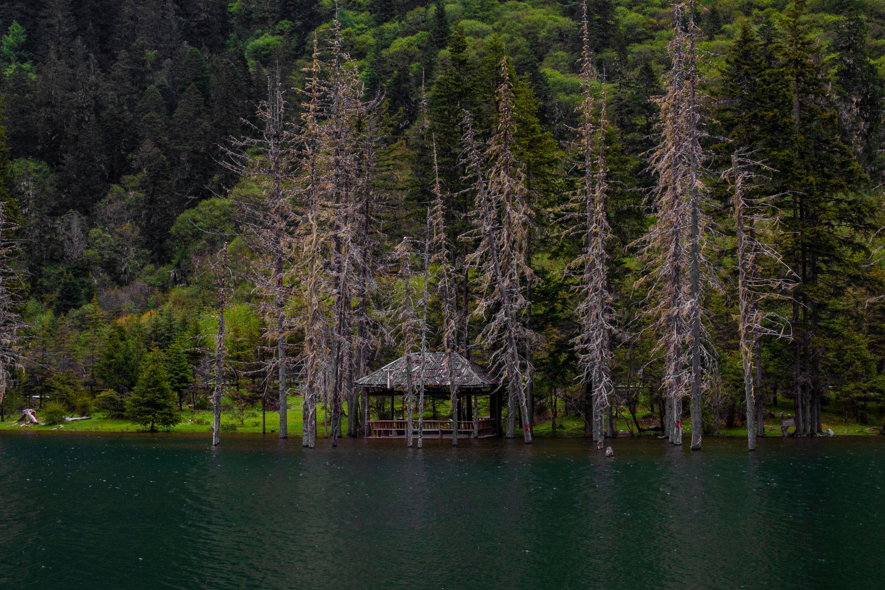 Brown Wooden House on Green Lake Surrounded by Green Trees · Free Stock ...