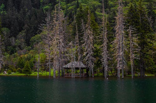 Imagine de stoc gratuită din apă, arbori, arbori veșnic verzi