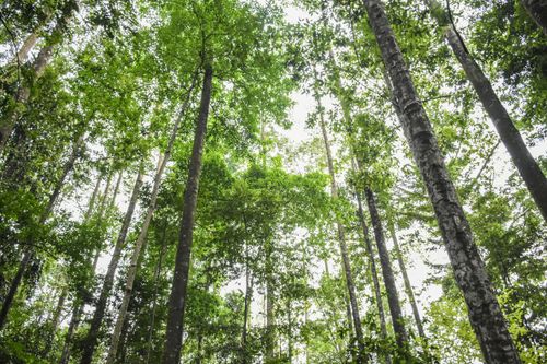 Free A tranquil low-angle view of a lush green forest canopy showcasing tall trees and vibrant foliage. Stock Photo
