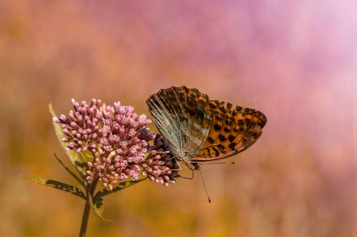 Butterfly sitting on bright flower