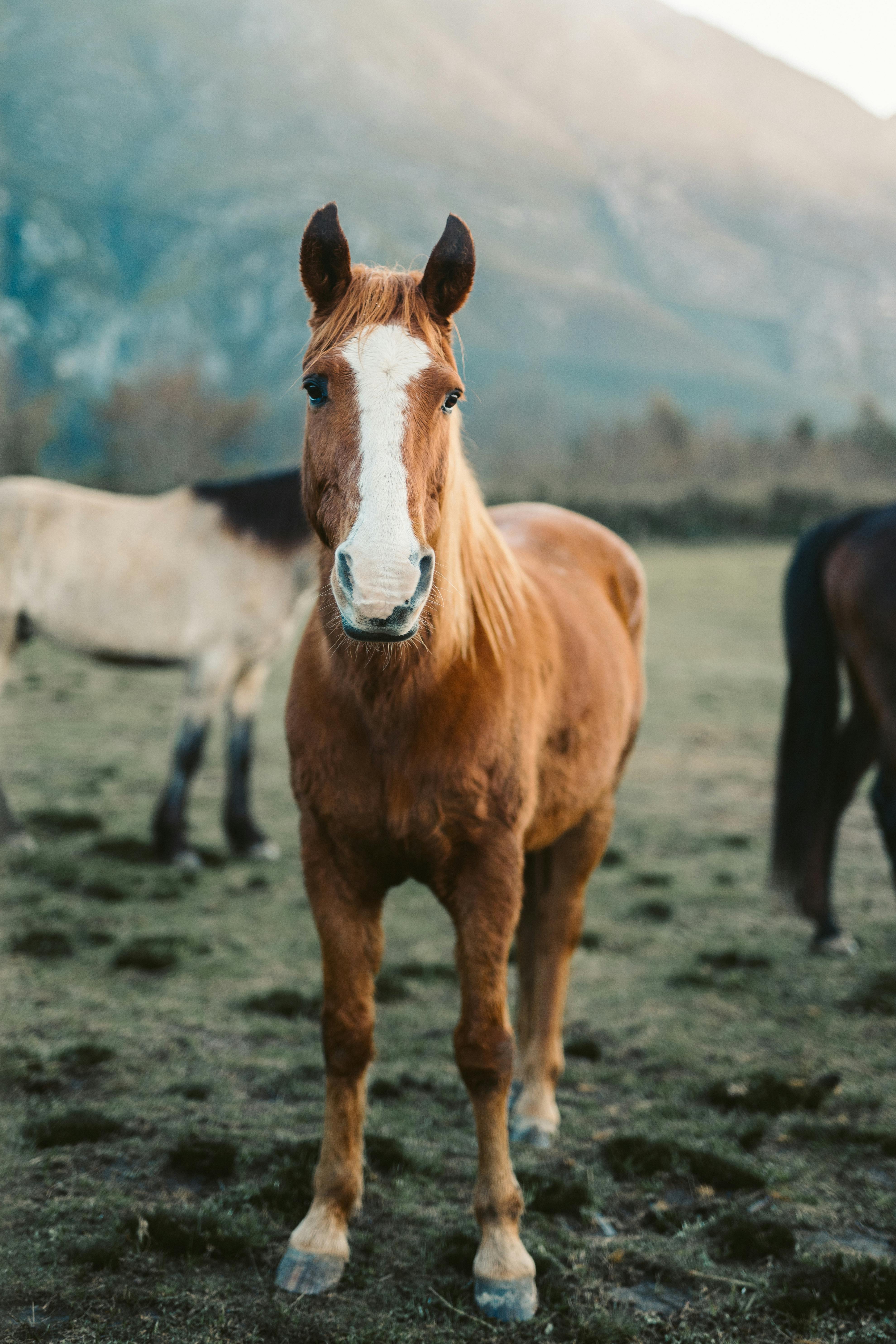 Brown and White Horse on Gray Sand · Free Stock Photo
