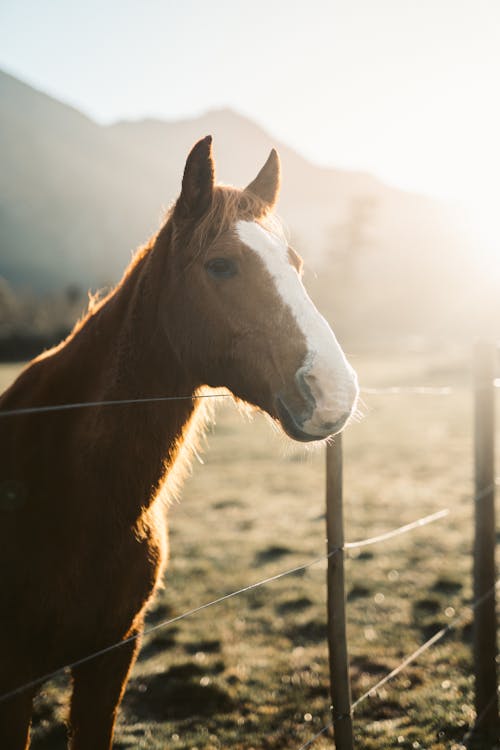 Free Close-Up Shot of a Brown Horse Stock Photo