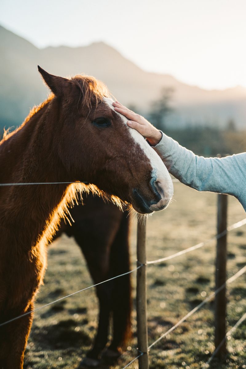 Pferd im Kontakt mit seinem Besitzer