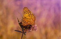 Yellow and Black Butterfly Perched on White Flower in Close Up Photography