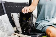 一个女人坐在室内时尚的沙发上，轻轻地抚摸着黑猫
