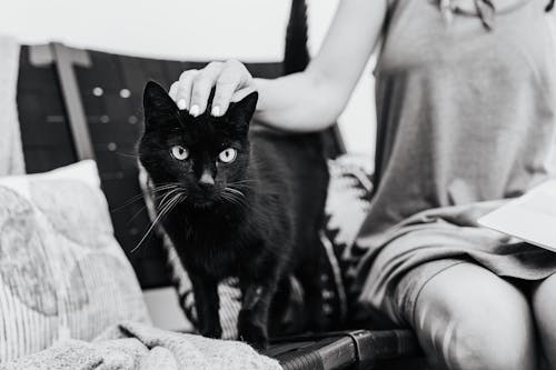 Free Photo of a Woman Petting a Black Cat Stock Photo