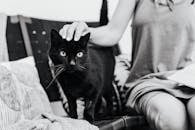 Black Cat on Gray Textile