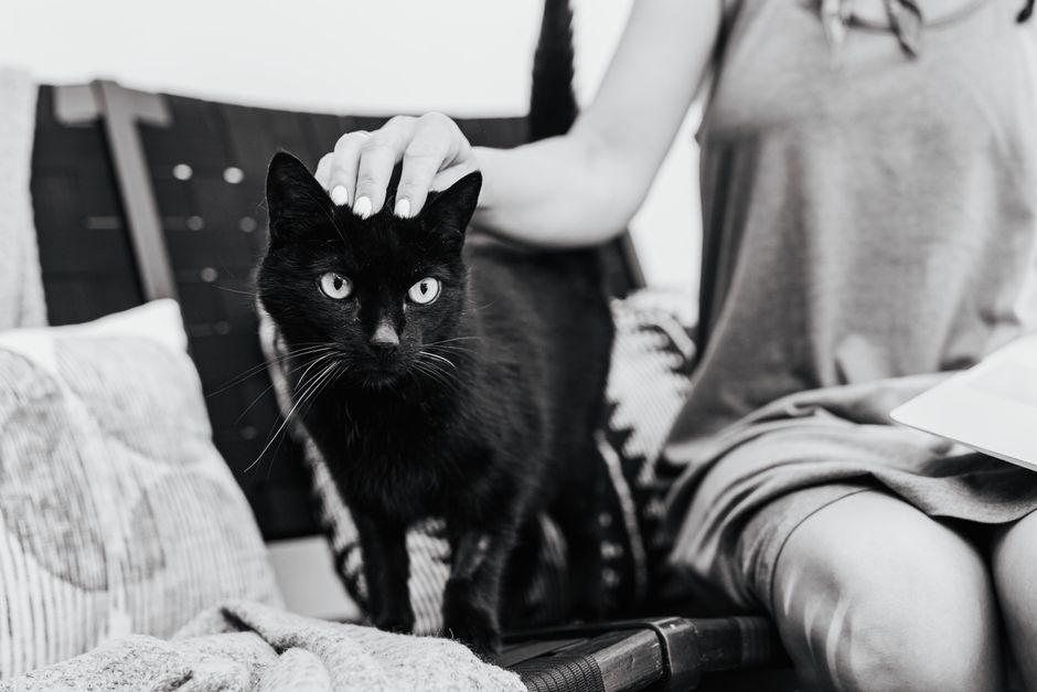 Pet Insurance With No Annual Policy Limit UK 2026