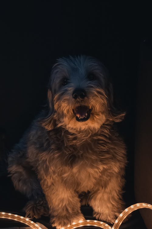 Funny Dandie Dinmont Terrier dog sitting on floor near light with mouth opened in dark room