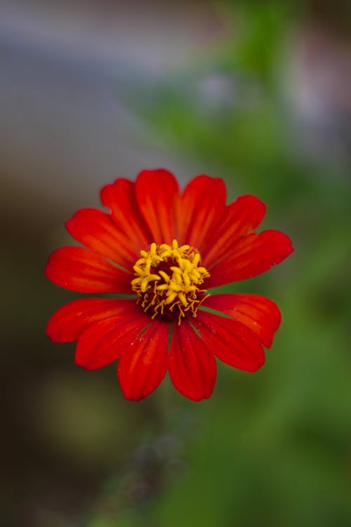 High angle of vivid red colored blooming flower growing against blurred background of green plants
