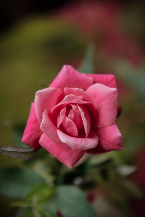 Close-up of Pink Rose Flower