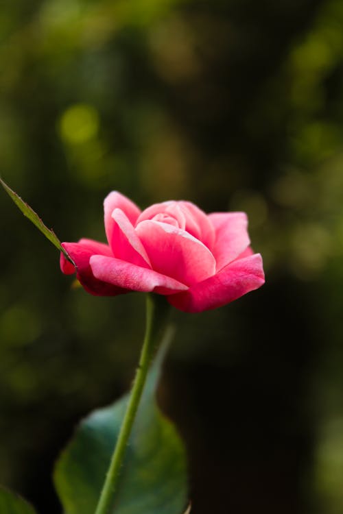 Close-up of Pink Rose on Green Nature Background