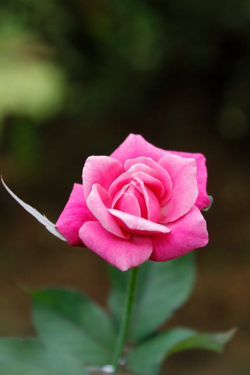 Blooming Pink Rose Flower