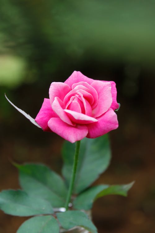 Pink Rose in Bloom