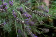 Purple Flower in Tilt Shift Lens