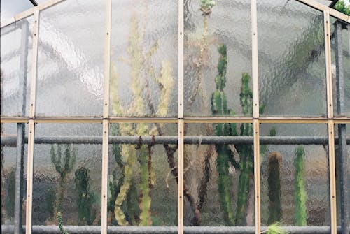 Plants growing behind glass window