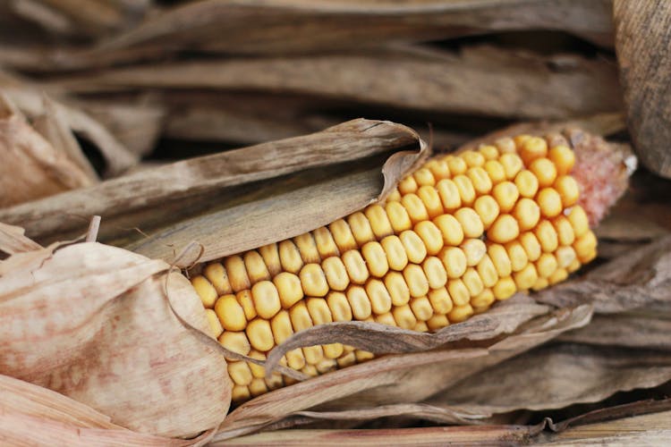 Close-up Of A Corn Cob