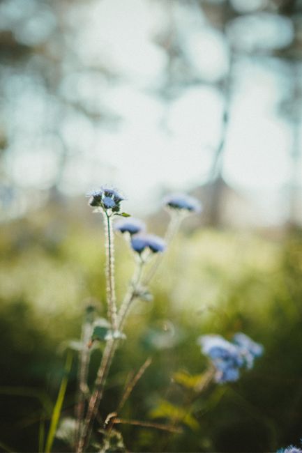 Bright blossoming flowers with gentle petals growing on thin stems on meadow in daylight