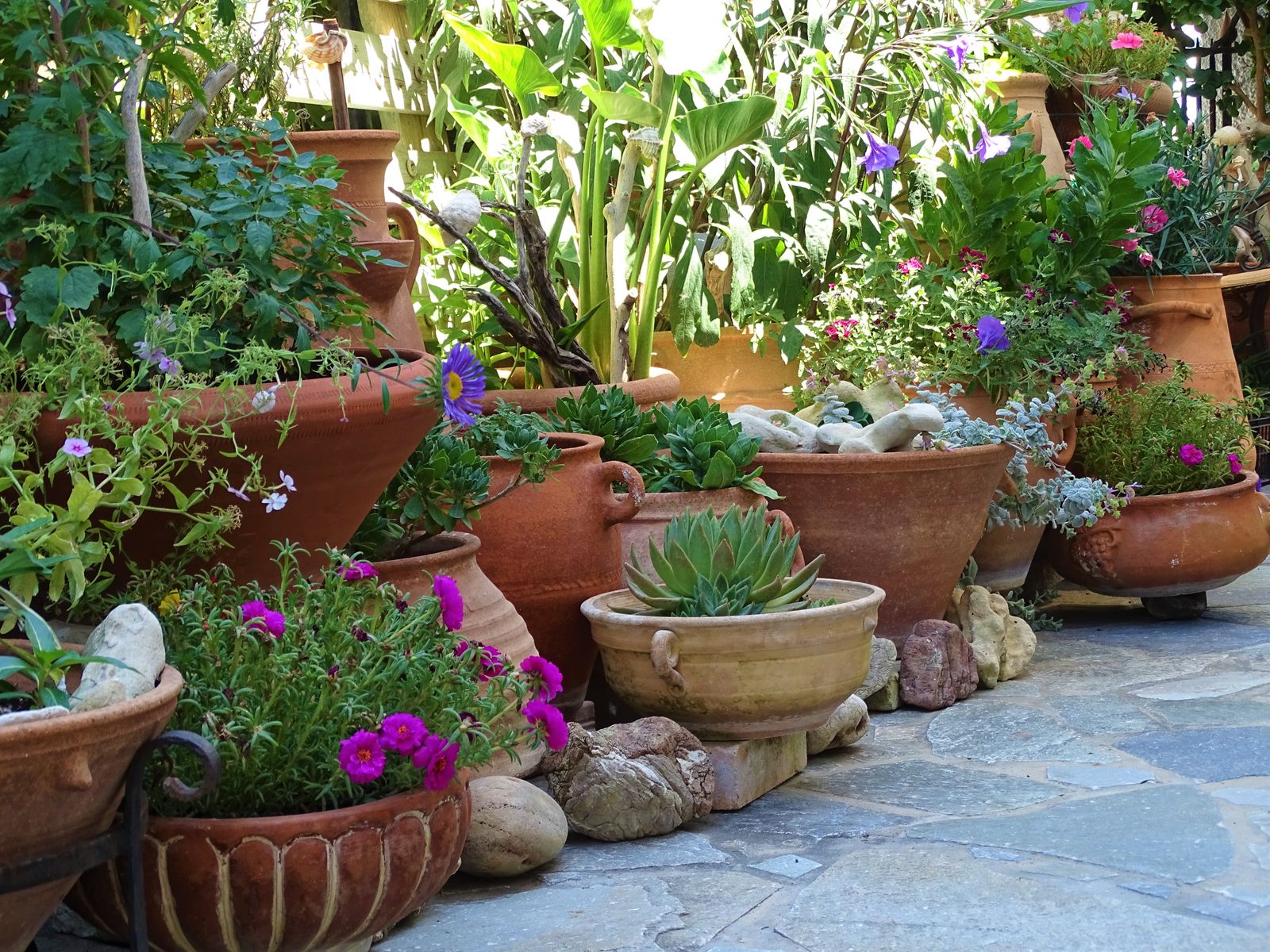 Blooming potted plants and flowers on a sunlit patio